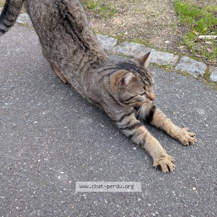 Photo 1/3 Found cat Found in Guyancourt