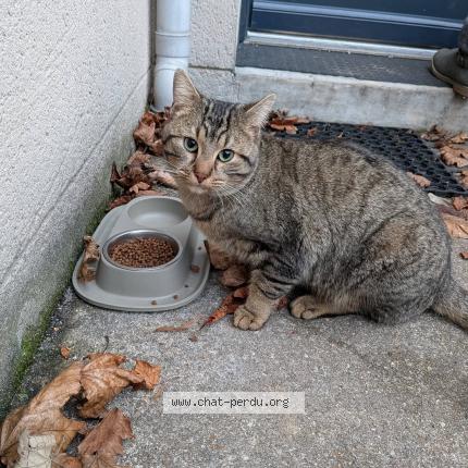 Photo 2/3 Found cat Found in Guyancourt
