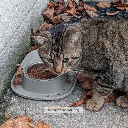 Photo 3/3 Found cat Found in Guyancourt