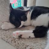 Picture of cat lost at Plaintel