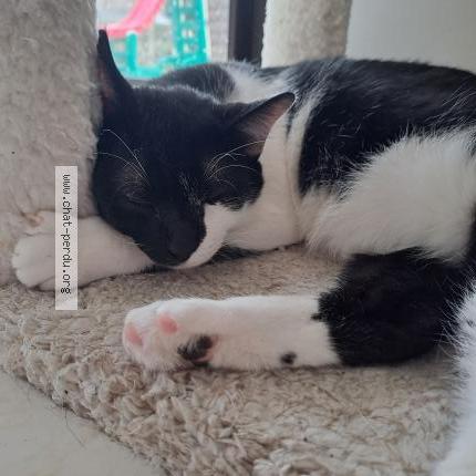 Photo 1/1 Bigdil Chat lost in Plaintel