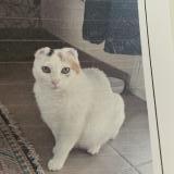 Picture of cat lost at Poussan