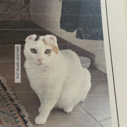 Photo 1/1 Neige Chat lost in Poussan