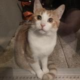 Picture of cat found at Saint Jean De Braye