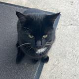 Picture of cat lost at Ambialet