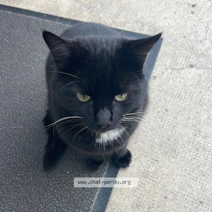 Photo 1/1 Fripouille Chat lost in Ambialet