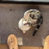 Picture of cat lost at Petit Roeulx Lez Nivelles