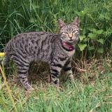 Picture of cat lost at Cagnotte