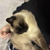 Picture of cat lost at Carcassonne