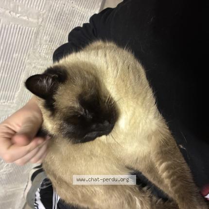 Photo 1/1 Sushi Chat lost in Carcassonne