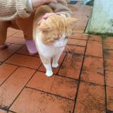 Picture of cat found at Port Sainte Foy Et Ponchapt