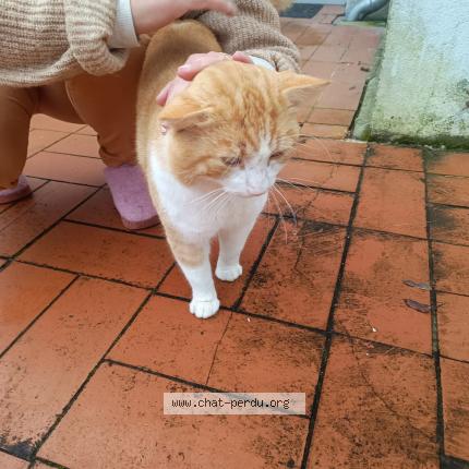 Photo 1/1 Found cat Found in Port sainte foy et ponchapt