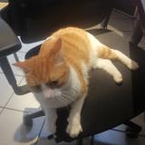 Picture of cat found at Reze