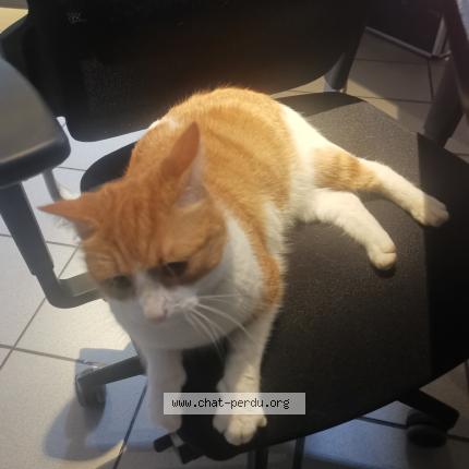 Photo 1/1 Found cat Found in Reze