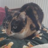 Picture of cat lost at Toulouse