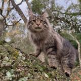 Picture of cat lost at Hyeres