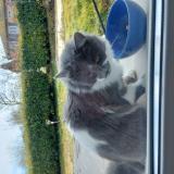 Picture of cat found at Rochetoirin