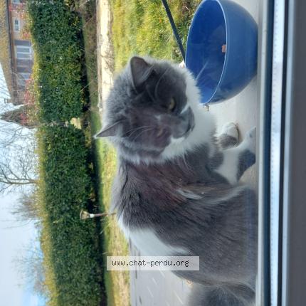 Photo 1/1 Found cat Found in Rochetoirin