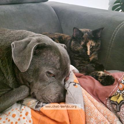 Photo 1/1 Titi Chat lost in Savigne l eveque