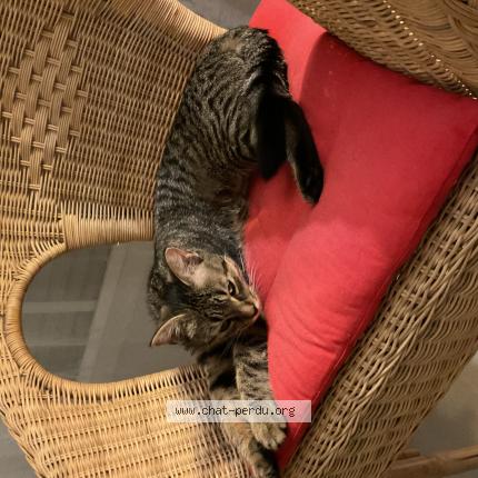 Photo 1/1 Bugsy Chat lost in Lignol