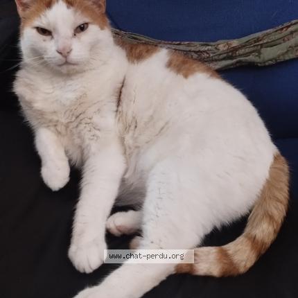 Photo 1/1 Milo Chat lost in Saint pierre des corps