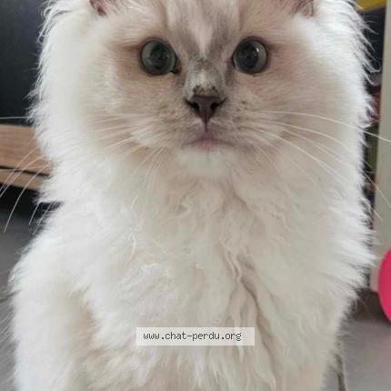 Photo 1/1 Tsuki Chat lost in Meyzieu