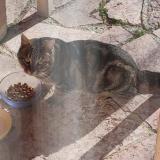 Picture of cat found at Gap