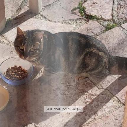 Photo 1/1 Found cat Found in Gap