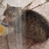 Picture of cat found at Gap