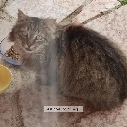 Photo 1/1 Found cat Found in Gap