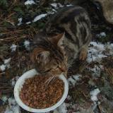 Picture of cat found at Gap