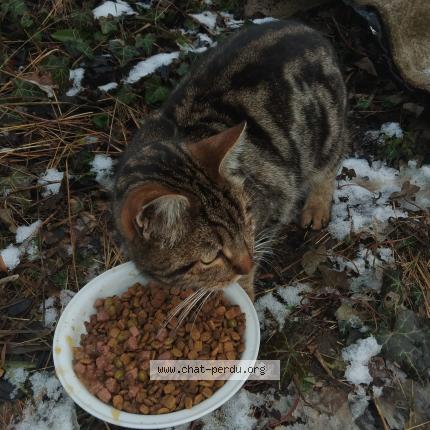 Photo 1/2 Found cat Found in Gap