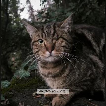 Photo 2/2 Found cat Found in Gap