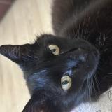 Picture of cat found at Morieres Les Avignon