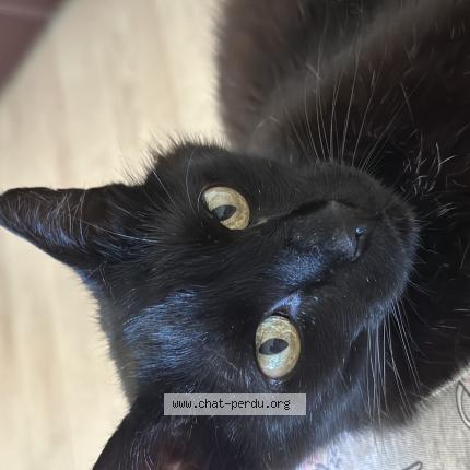 Photo 1/1 Found cat Found in Morieres les avignon