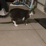 Picture of cat lost at Sollies Pont