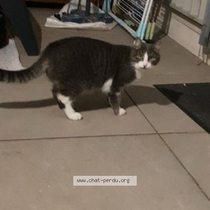 Photo 1/1 Va&iuml;ana Chat lost in Sollies pont