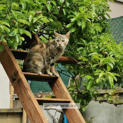 Photo 1/1 Ostara Chat lost in Val de moder