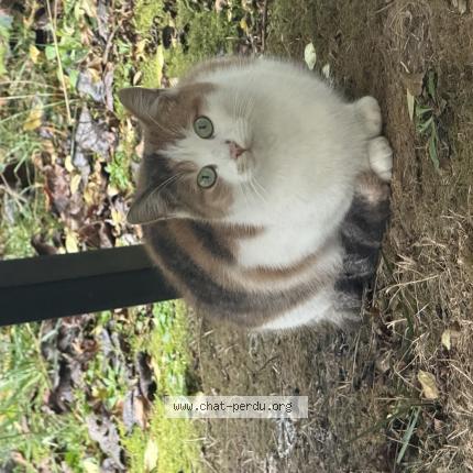 Photo 1/1 Found cat Found in La courneuve