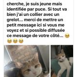 Picture of cat lost at Boucau