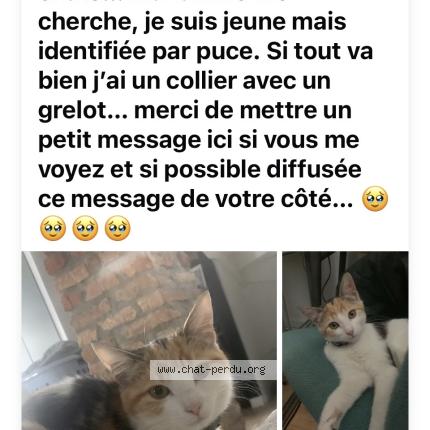 Photo 1/1 Moon Chat lost in Boucau