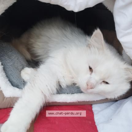 Photo 1/1 Found cat Found in St seurin sur l isle