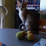 Picture of cat lost at Voulementin