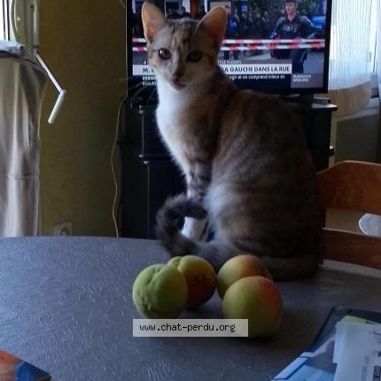 Photo 1/1 Bella Chat lost in Voulementin