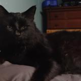 Picture of cat lost at Trafford