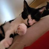 Picture of cat lost at Velars Sur Ouche