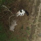 Picture of cat found at Le Pre Saint Gervais