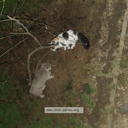 Photo 1/1 Found cat Found in Le pre saint gervais