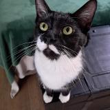 Picture of cat lost at Pretoria