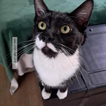 Photo 1/1 Benji Chat lost in Pretoria